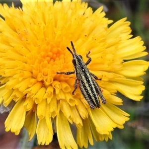 Monistria concinna at Cotter River, ACT - 1 Apr 2019