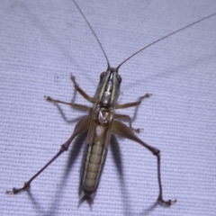 Conocephalus sp. (genus) (A Tussock Katydid) at Bimberi, NSW - 1 Apr 2019 by Christine