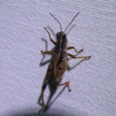 Phaulacridium vittatum (Wingless Grasshopper) at Bimberi Nature Reserve - 1 Apr 2019 by Christine