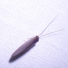 Hemerobiidae sp. (family) - 1 Jan 1900 by Christine