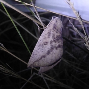 Mnesampela heliochrysa at Bimberi, NSW - 1 Apr 2019