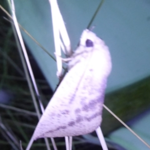 Mnesampela heliochrysa at Bimberi, NSW - 1 Apr 2019