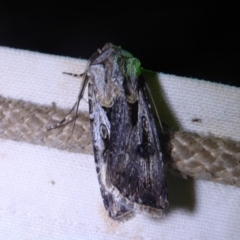 Agrotis munda (Brown Cutworm) at Bimberi Nature Reserve - 1 Apr 2019 by Christine