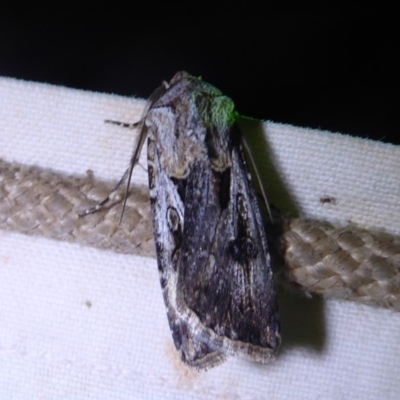 Agrotis munda (Brown Cutworm) at Bimberi, NSW - 1 Apr 2019 by Christine