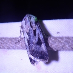 Agrotis munda at Bimberi, NSW - 1 Apr 2019