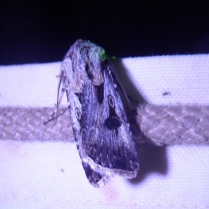 Agrotis munda at Bimberi, NSW - 1 Apr 2019