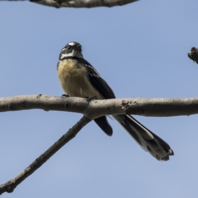 Rhipidura albiscapa (Grey Fantail) at Acton, ACT - 29 Mar 2019 by Alison Milton