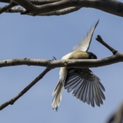 Rhipidura albiscapa at Acton, ACT - 29 Mar 2019 12:31 PM