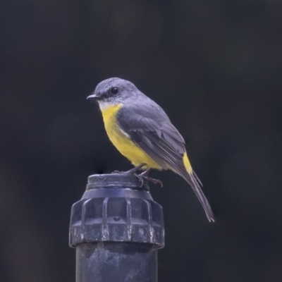 Eopsaltria australis (Eastern Yellow Robin) at Acton, ACT - 29 Mar 2019 by Alison Milton