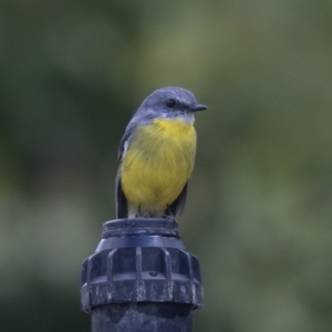 Eopsaltria australis at Acton, ACT - 29 Mar 2019