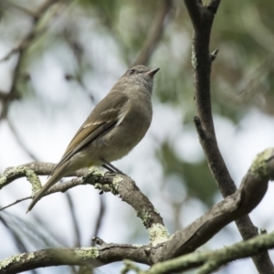 Pachycephala pectoralis at Acton, ACT - 29 Mar 2019 12:32 PM