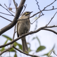 Caligavis chrysops (Yellow-faced Honeyeater) at Hackett, ACT - 29 Mar 2019 by Alison Milton