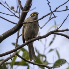 Caligavis chrysops at Hackett, ACT - 29 Mar 2019 12:41 PM