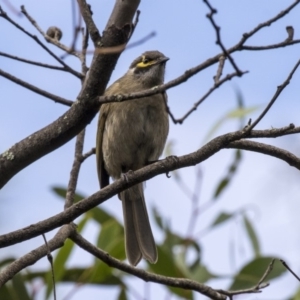 Caligavis chrysops at Hackett, ACT - 29 Mar 2019