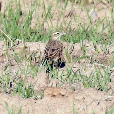 Anthus australis (Australian Pipit) at Gordon, ACT - 1 Apr 2019 by RodDeb