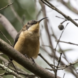 Acanthorhynchus tenuirostris at Hackett, ACT - 29 Mar 2019