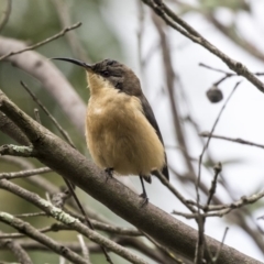 Acanthorhynchus tenuirostris at Hackett, ACT - 29 Mar 2019 12:49 PM