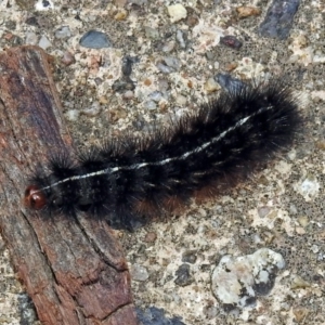 Ardices curvata at Rendezvous Creek, ACT - 1 Apr 2019