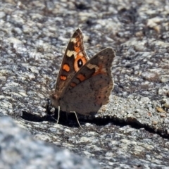 Junonia villida (Meadow Argus) at Rendezvous Creek, ACT - 1 Apr 2019 by RodDeb