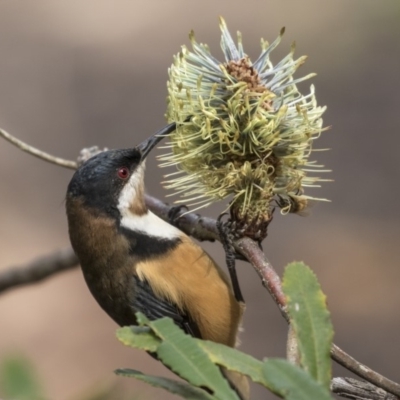 Acanthorhynchus tenuirostris (Eastern Spinebill) at Acton, ACT - 29 Mar 2019 by Alison Milton