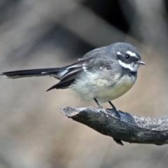 Rhipidura albiscapa (Grey Fantail) at Rendezvous Creek, ACT - 1 Apr 2019 by RodDeb