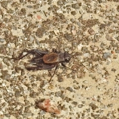 Bobilla sp. (genus) (A Small field cricket) at Rendezvous Creek, ACT - 1 Apr 2019 by RodDeb