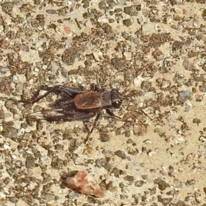 Bobilla sp. (genus) at Rendezvous Creek, ACT - 1 Apr 2019 02:43 PM