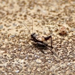 Bobilla sp. (genus) at Rendezvous Creek, ACT - 1 Apr 2019 02:43 PM