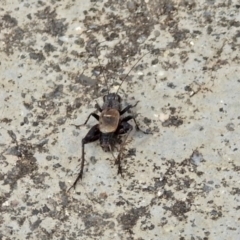 Bobilla sp. (genus) at Rendezvous Creek, ACT - 1 Apr 2019 02:43 PM