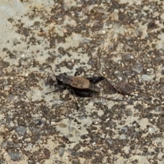 Bobilla sp. (genus) at Rendezvous Creek, ACT - 1 Apr 2019 02:43 PM