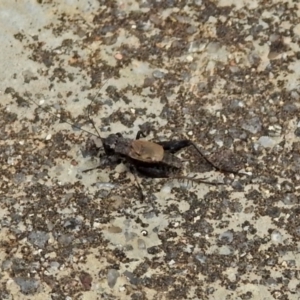 Bobilla sp. (genus) at Rendezvous Creek, ACT - 1 Apr 2019 02:43 PM