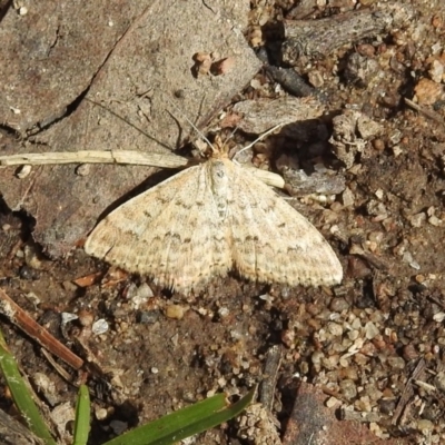 Scopula rubraria (Reddish Wave, Plantain Moth) at Rendezvous Creek, ACT - 1 Apr 2019 by RodDeb