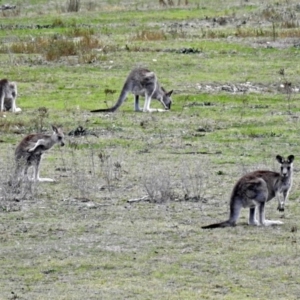 Macropus giganteus at Rendezvous Creek, ACT - 1 Apr 2019