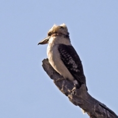 Dacelo novaeguineae (Laughing Kookaburra) at Gordon, ACT - 1 Apr 2019 by RodDeb