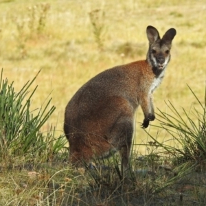 Notamacropus rufogriseus at Rendezvous Creek, ACT - 1 Apr 2019 04:13 PM