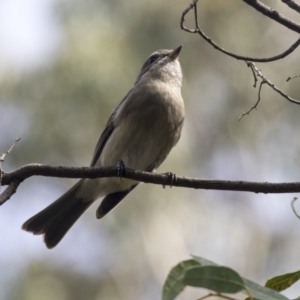 Pachycephala pectoralis at Hackett, ACT - 29 Mar 2019