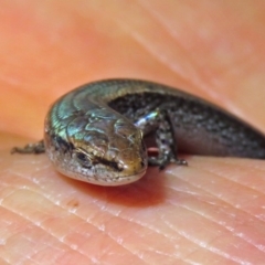 Lampropholis delicata (Delicate Skink) at Macarthur, ACT - 2 Apr 2019 by RodDeb