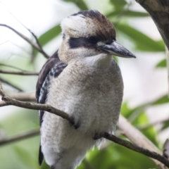 Dacelo novaeguineae (Laughing Kookaburra) at ANBG - 29 Mar 2019 by Alison Milton