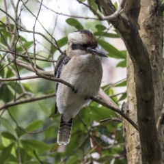 Dacelo novaeguineae at ANBG - 29 Mar 2019 02:42 PM