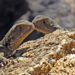 Intellagama lesueurii howittii (Gippsland Water Dragon) at Booth, ACT - 1 Apr 2019 by RodDeb