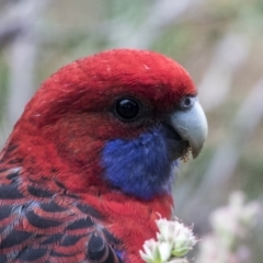 Platycercus elegans (Crimson Rosella) at Australian National University - 29 Mar 2019 by Alison Milton