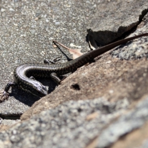 Eulamprus heatwolei at Rendezvous Creek, ACT - 1 Apr 2019