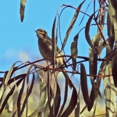 Caligavis chrysops (Yellow-faced Honeyeater) at Rendezvous Creek, ACT - 1 Apr 2019 by RodDeb