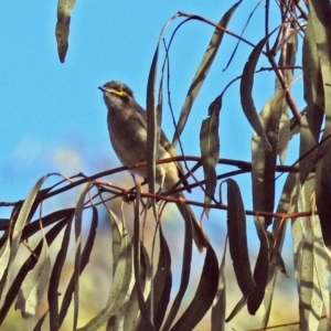 Caligavis chrysops at Rendezvous Creek, ACT - 1 Apr 2019