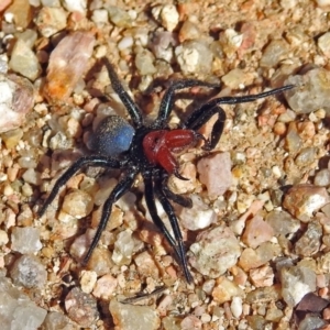 Missulena occatoria at Paddys River, ACT - 1 Apr 2019