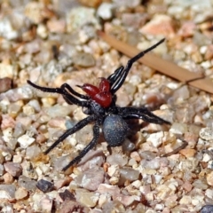 Missulena occatoria at Paddys River, ACT - 1 Apr 2019