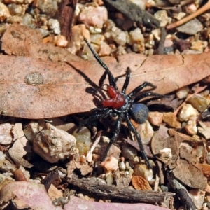 Missulena occatoria at Paddys River, ACT - 1 Apr 2019