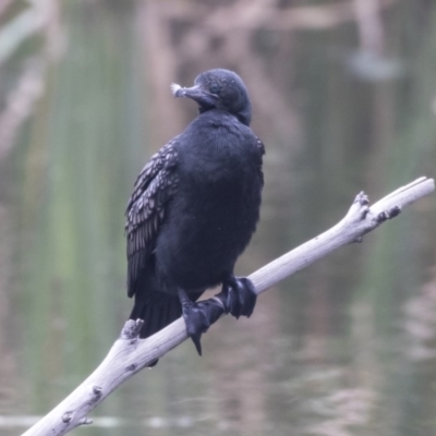Phalacrocorax sulcirostris (Little Black Cormorant) at Acton, ACT - 29 Mar 2019 by Alison Milton