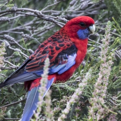 Platycercus elegans (Crimson Rosella) at Australian National University - 29 Mar 2019 by Alison Milton