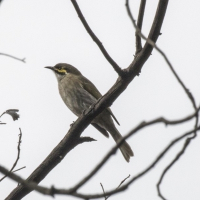 Caligavis chrysops (Yellow-faced Honeyeater) at Acton, ACT - 29 Mar 2019 by Alison Milton